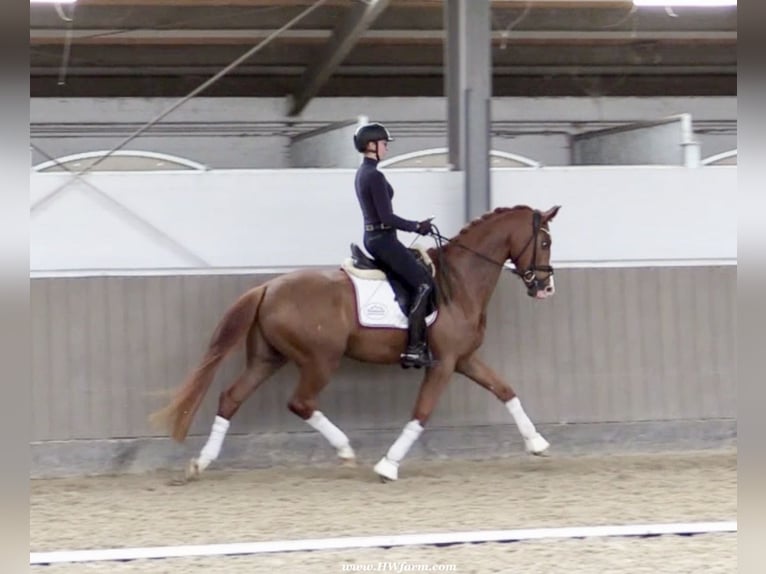 Westfaliano Caballo castrado 5 años 167 cm Alazán-tostado in Greven