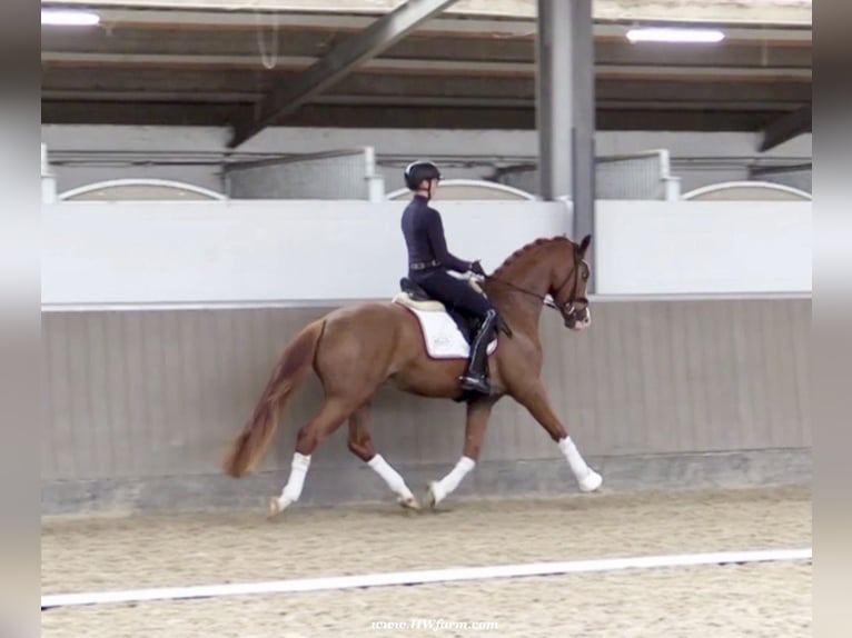 Westfaliano Caballo castrado 5 años 167 cm Alazán-tostado in Greven