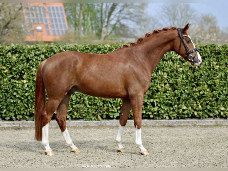 Westfaliano Caballo castrado 5 años 167 cm Alazán-tostado in Greven