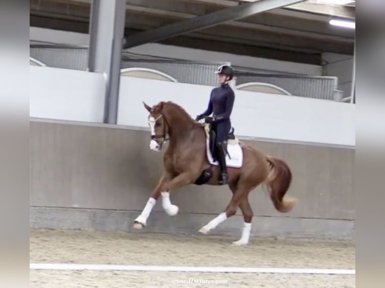 Westfaliano Caballo castrado 5 años 167 cm Alazán-tostado in Greven