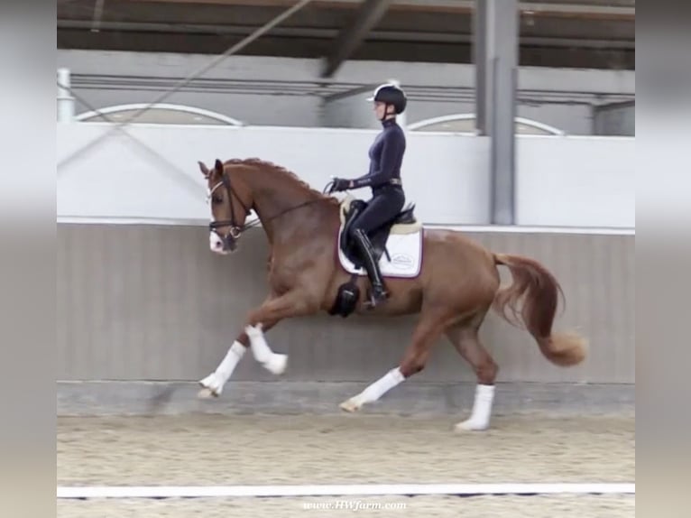 Westfaliano Caballo castrado 5 años 167 cm Alazán-tostado in Greven