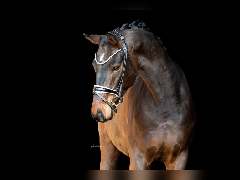 Westfaliano Caballo castrado 5 años 167 cm Castaño oscuro in Lehrberg