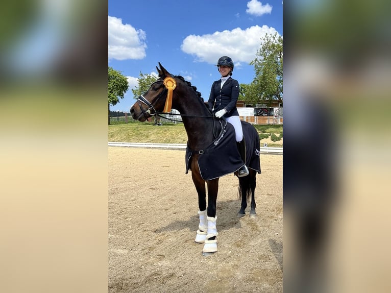 Westfaliano Caballo castrado 5 años 167 cm Castaño oscuro in Lehrberg