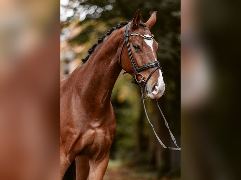 Westfaliano Caballo castrado 5 años 167 cm Castaño oscuro in Schermbeck