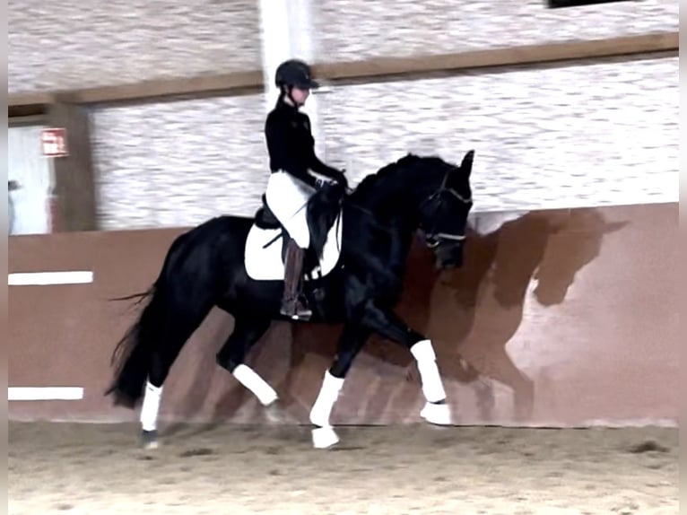 Westfaliano Caballo castrado 5 años 167 cm Negro in Wehringen