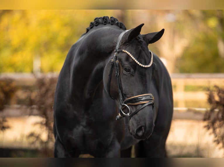 Westfaliano Caballo castrado 5 años 167 cm Negro in Wehringen