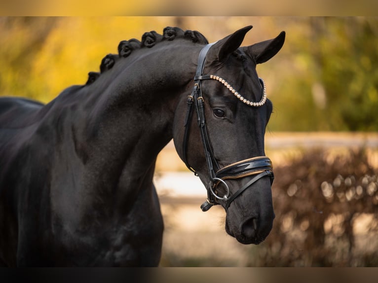 Westfaliano Caballo castrado 5 años 167 cm Negro in Wehringen