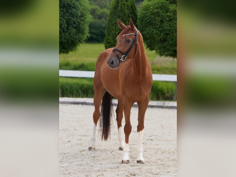 Westfaliano Caballo castrado 5 años 168 cm Alazán in Geilenkirchen