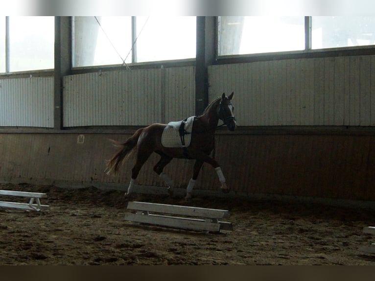 Westfaliano Caballo castrado 5 años 168 cm Alazán in Iserlohn