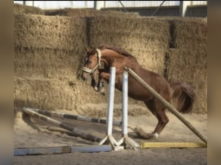 Westfaliano Caballo castrado 5 años 168 cm Alazán in Gummersbach