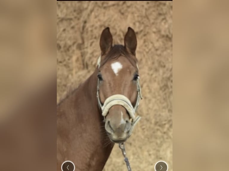 Westfaliano Caballo castrado 5 años 168 cm Alazán in Gummersbach
