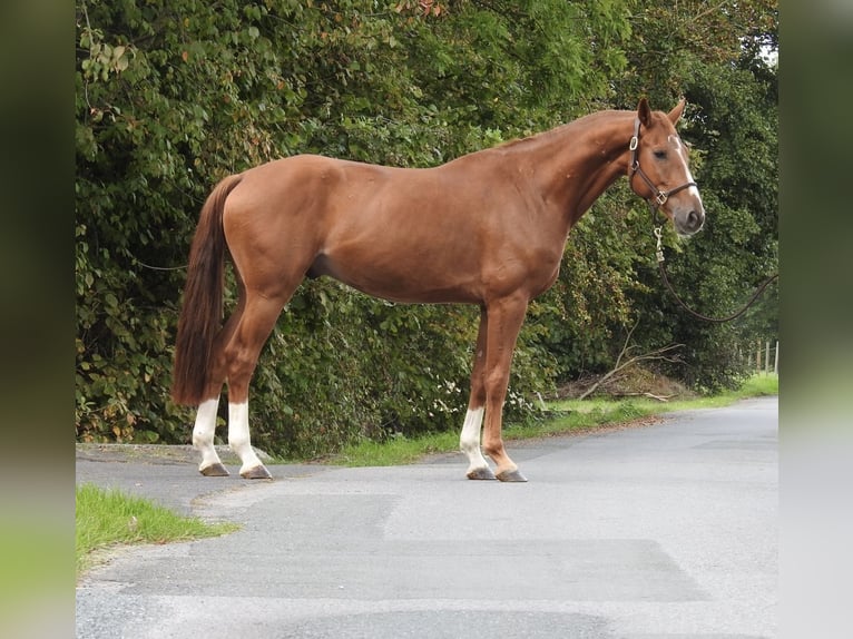 Westfaliano Caballo castrado 5 años 168 cm Alazán in Verl