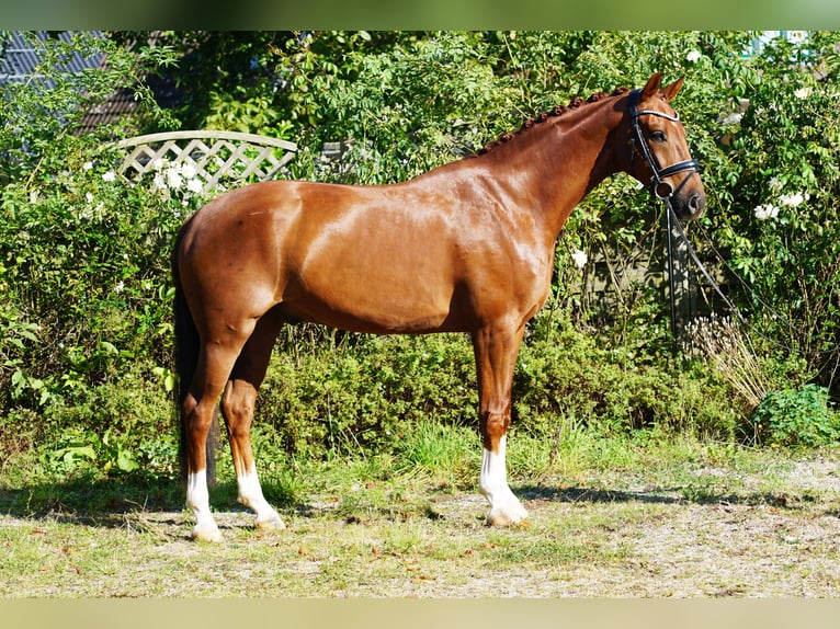 Westfaliano Caballo castrado 5 años 168 cm Alazán-tostado in Hohenfelde