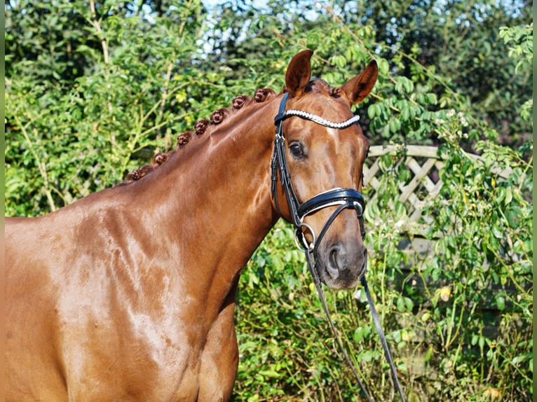 Westfaliano Caballo castrado 5 años 168 cm Alazán-tostado in Hohenfelde