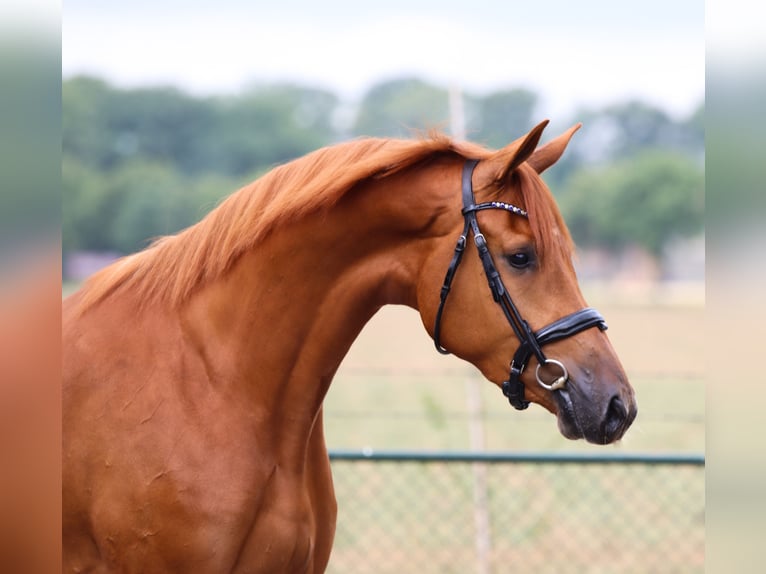 Westfaliano Caballo castrado 5 años 168 cm in Rees