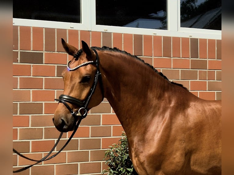 Westfaliano Caballo castrado 5 años 168 cm in Vechta