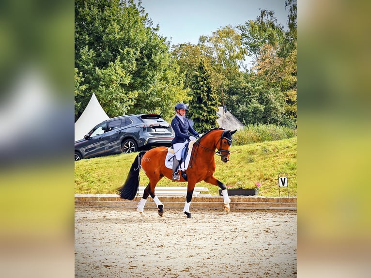 Westfaliano Caballo castrado 5 años 168 cm Castaño in Kempen