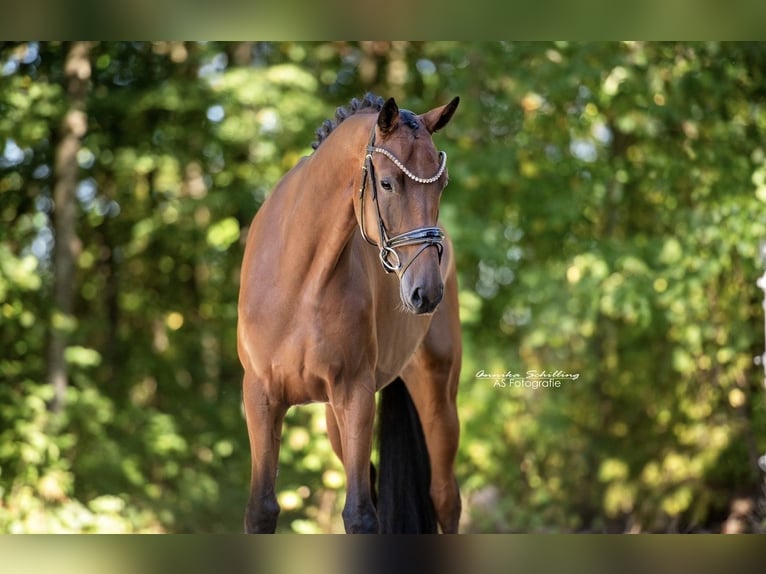 Westfaliano Caballo castrado 5 años 168 cm Castaño in Wehringen