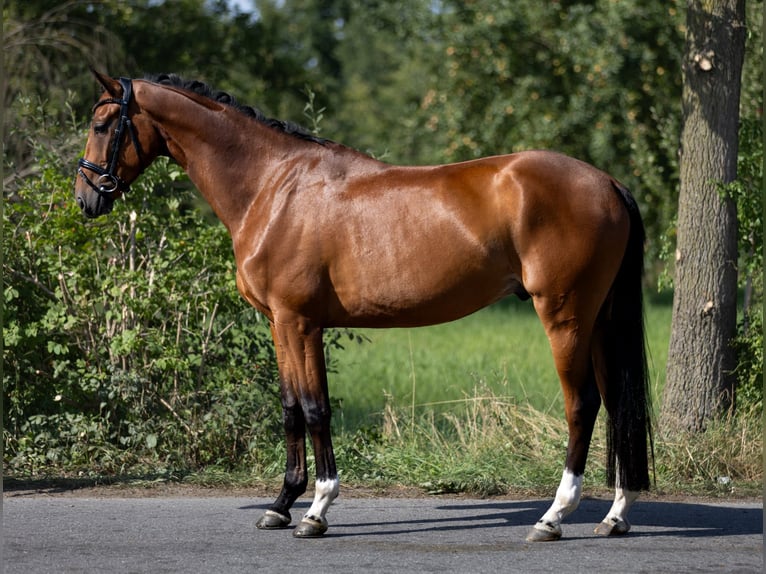 Westfaliano Caballo castrado 5 años 168 cm Castaño in Rosenheim