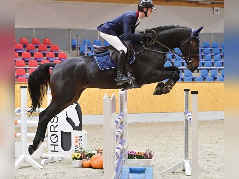 Westfaliano Caballo castrado 5 años 168 cm Castaño oscuro in Vechta