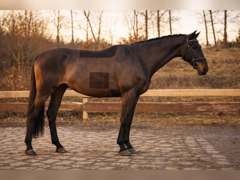 Westfaliano Caballo castrado 5 años 168 cm Castaño oscuro in Brno