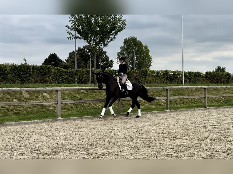 Westfaliano Caballo castrado 5 años 168 cm Negro in Münster