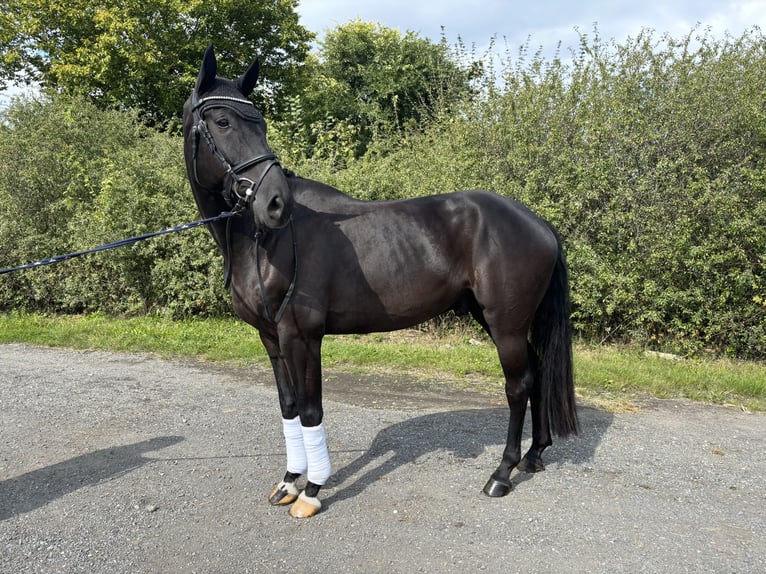 Westfaliano Caballo castrado 5 años 168 cm Negro in Münster