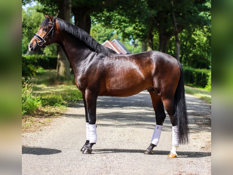 Westfaliano Caballo castrado 5 años 168 cm Negro in Rees