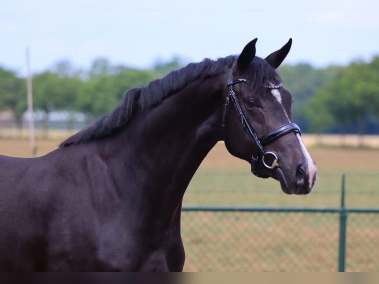 Westfaliano Caballo castrado 5 años 168 cm Negro in Rees