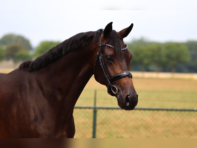 Westfaliano Caballo castrado 5 años 168 cm Negro in Rees