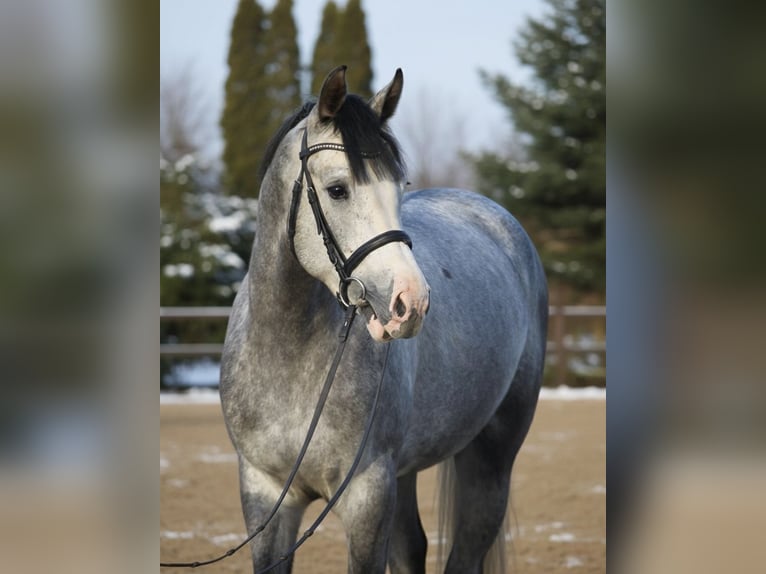 Westfaliano Caballo castrado 5 años 168 cm Tordo in Mor
