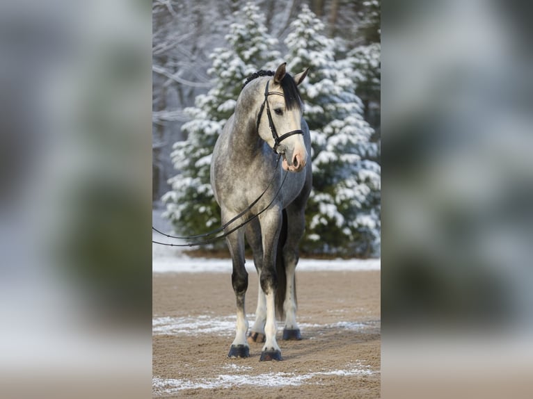 Westfaliano Caballo castrado 5 años 168 cm Tordo in Mor