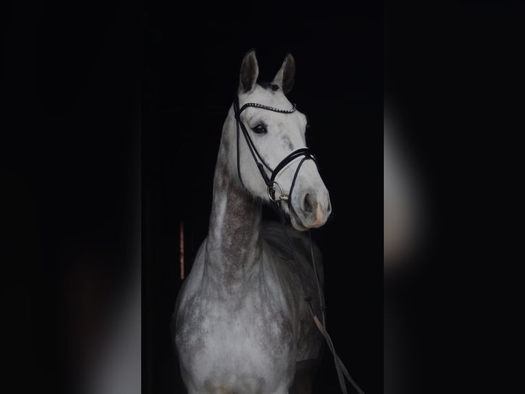 Westfaliano Caballo castrado 5 años 168 cm Tordo rodado in Altenberge