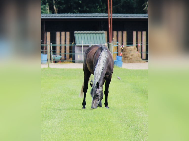 Westfaliano Caballo castrado 5 años 168 cm Tordo rodado in Twist