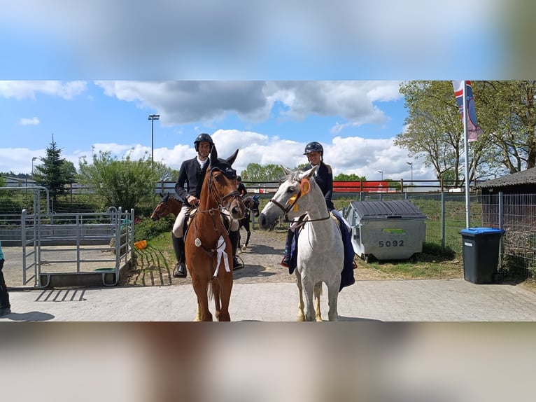 Westfaliano Caballo castrado 5 años 169 cm Alazán in Balve