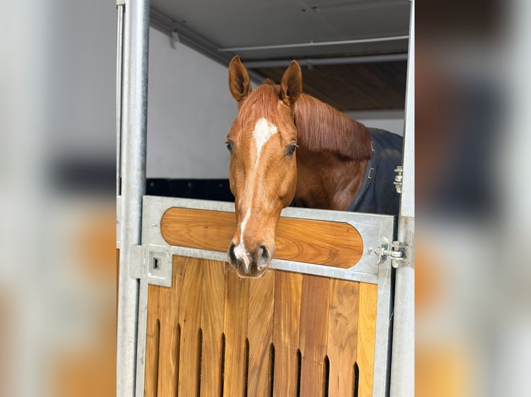 Westfaliano Caballo castrado 5 años 169 cm Alazán in Balve