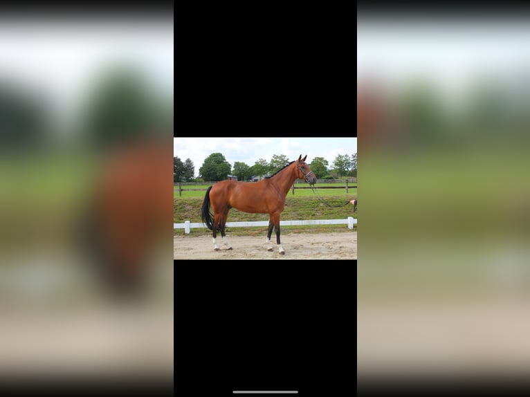 Westfaliano Caballo castrado 5 años 169 cm Castaño in L&#xFC;nne