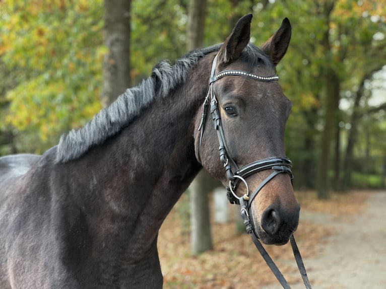 Westfaliano Caballo castrado 5 años 169 cm Castaño in Rees