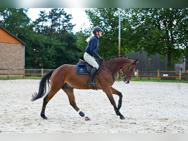 Westfaliano Caballo castrado 5 años 169 cm Castaño in GROTE-BROGEL