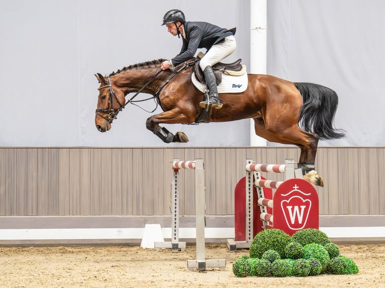 Westfaliano Caballo castrado 5 años 169 cm Castaño in Münster-Handorf