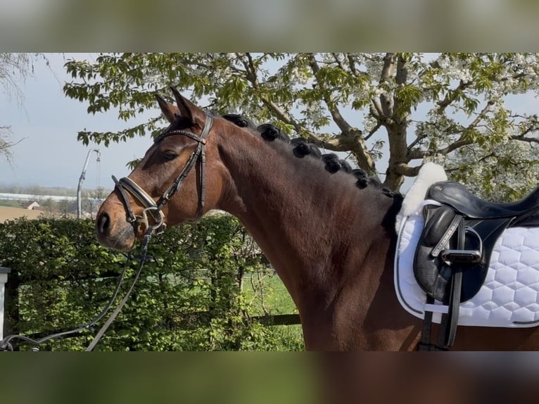 Westfaliano Caballo castrado 5 años 169 cm Castaño oscuro in Pucking