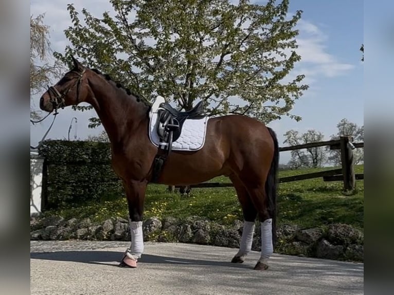 Westfaliano Caballo castrado 5 años 169 cm Castaño oscuro in Pucking