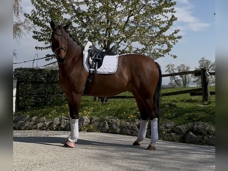 Westfaliano Caballo castrado 5 años 169 cm Castaño oscuro in Pucking