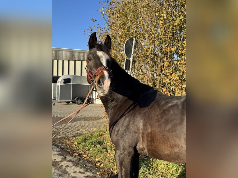 Westfaliano Caballo castrado 5 años 169 cm Castaño oscuro in Melle