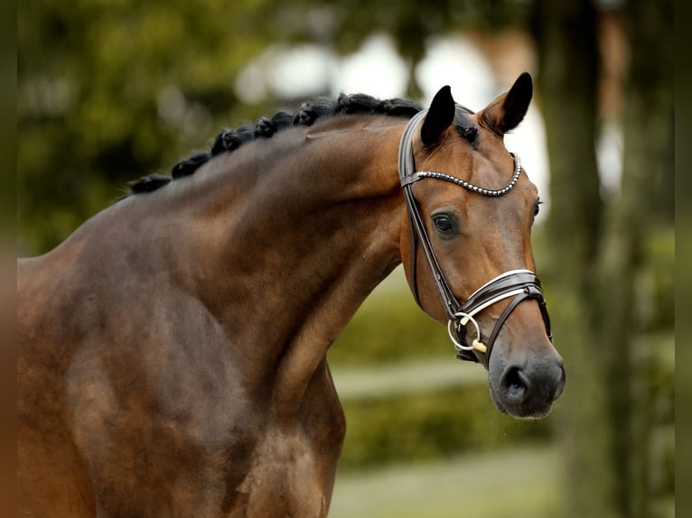 Westfaliano Caballo castrado 5 años 169 cm Morcillo in Recke