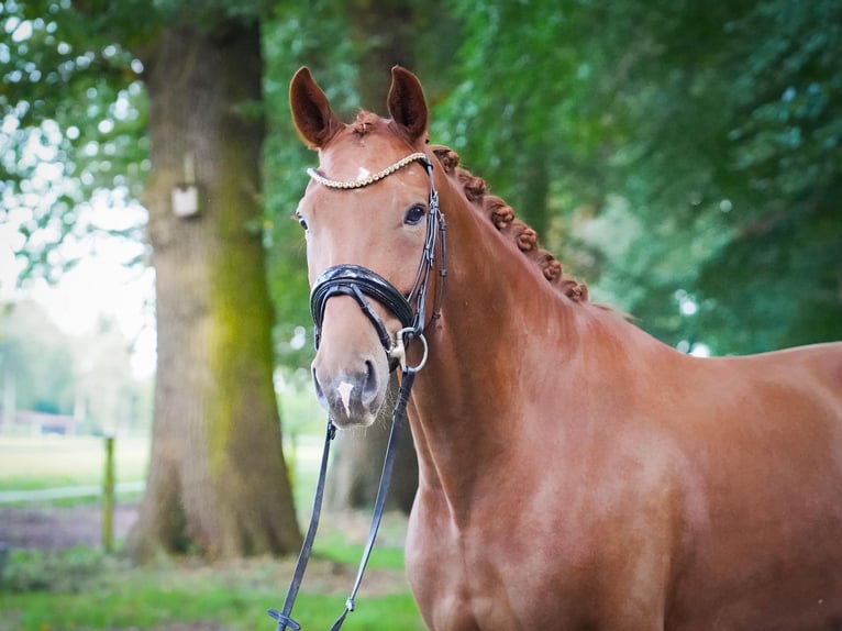 Westfaliano Caballo castrado 5 años 170 cm Alazán in Stemwede