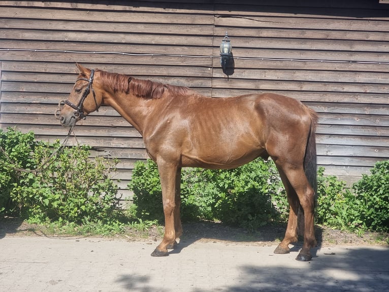 Westfaliano Caballo castrado 5 años 170 cm Alazán-tostado in Minden