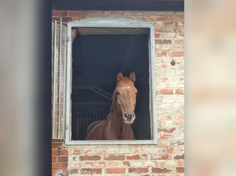 Westfaliano Caballo castrado 5 años 170 cm Alazán-tostado in Minden