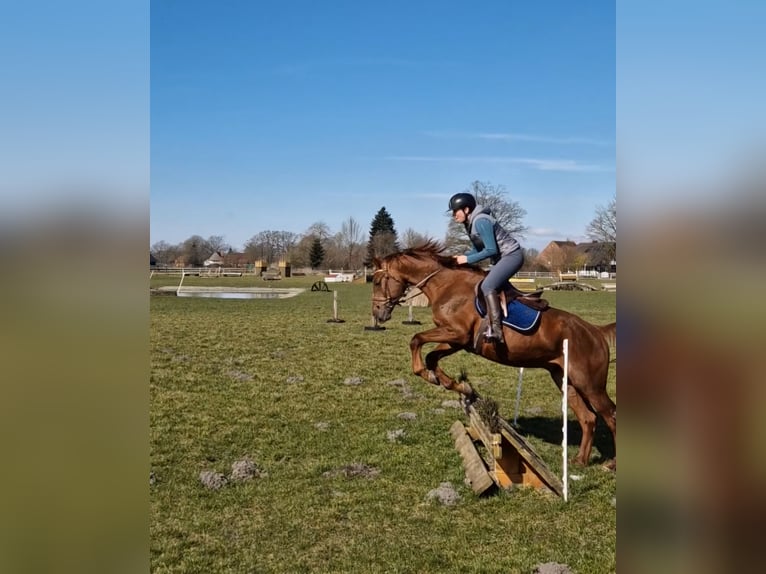 Westfaliano Caballo castrado 5 años 170 cm Alazán-tostado in Minden