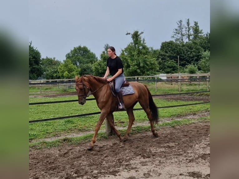 Westfaliano Caballo castrado 5 años 170 cm Alazán-tostado in Minden